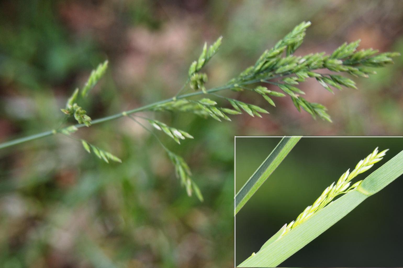 Meadow-grass, Broad-leaved